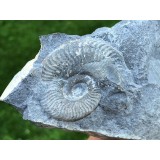 Asphinctites sp.